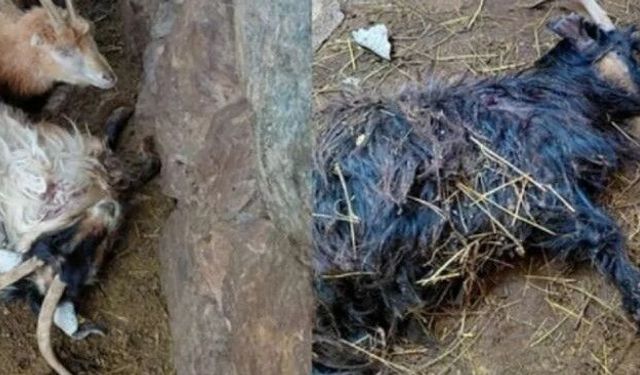 Hakkari’de Çok Sayıda Küçükbaş Hayvan Telef Oldu