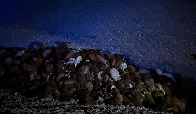 Iğdır'da Arı Saldırısı Faciaya Dönüştü! Yüzlerce Koyun Telef Oldu