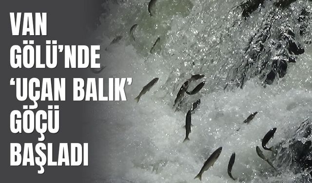 Van Gölü’nde ‘Uçan Balık’ Göçü Başladı