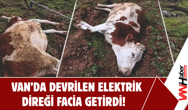 Erciş’te Devrilen Elektrik Direği Nedeniyle Büyükbaş Hayvan Telef Oldu!