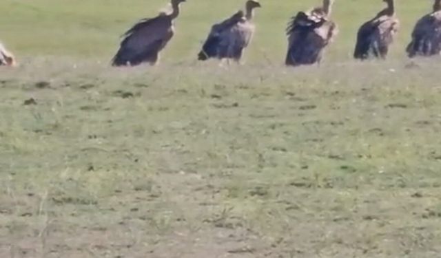 Özalp ilçesinde kızıl akbaba sürüsü görüldü