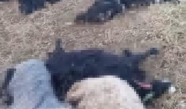 Yıldırım Faciası! Onlarca Küçükbaş Hayvan Telef Oldu