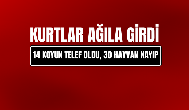 Erzurum'da Kurtlar Ağıla Girdi: 14 Koyun Telef Oldu, 30 Hayvan Kayıp