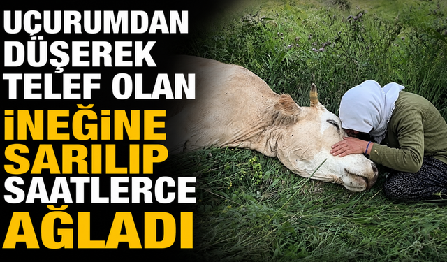 Yüksekova'da yürek yakan görüntü: Uçurumdan düşerek telef olan ineğine sarılıp saatlerce ağladı