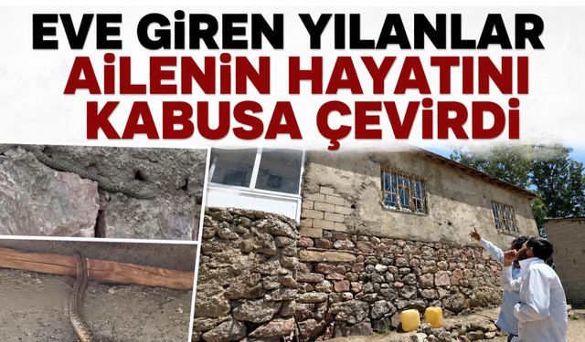 Eve Giren Yılanlar Ailenin Hayatını Kabusa Çevirdi