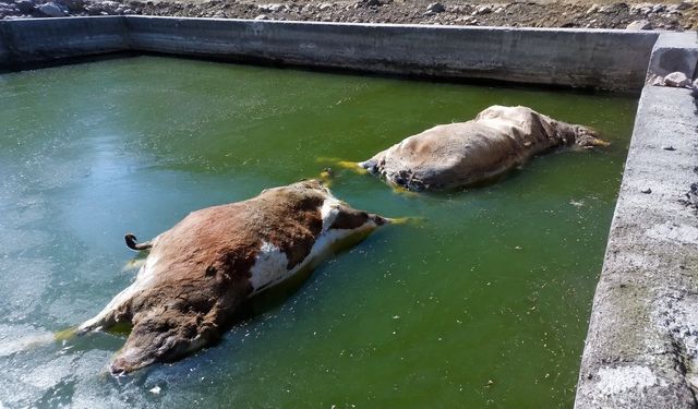 Hakkari’de Eski Taş Ocağındaki Havuz Can Aldı: 3 İnek Telef Oldu