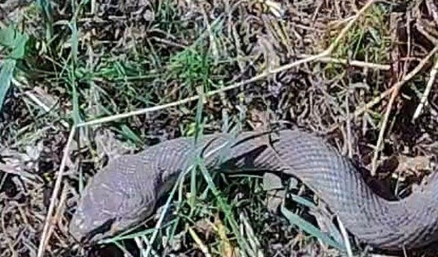 Hakkâri’de Tarlada 1,5 Metrelik Yılan Görüldü!