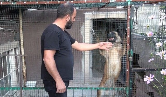800 Bin TL’lik Güvercinler İçin Kuş Uçurtmuyor! Kamera, Çelik Kapı Ve Kurtla Koruyor