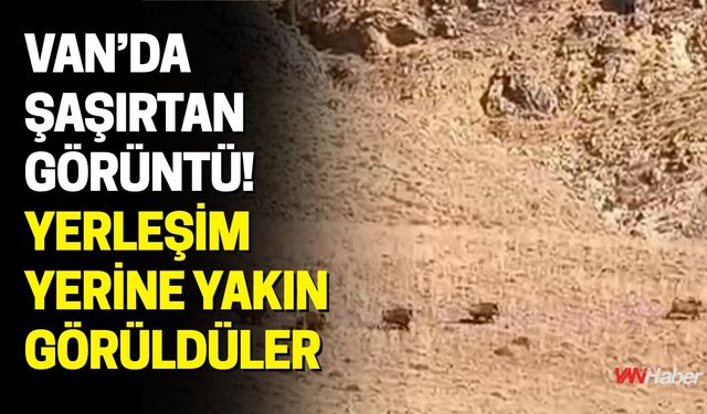 Van’da Şaşırtan Görüntü! Yerleşim Yerine Yakın Görüldüler