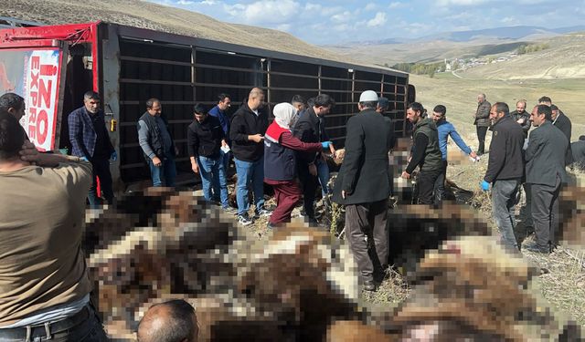 Feci kaza! 300 küçükbaş hayvan taşıyan tır devrildi: 130 hayvan telef oldu