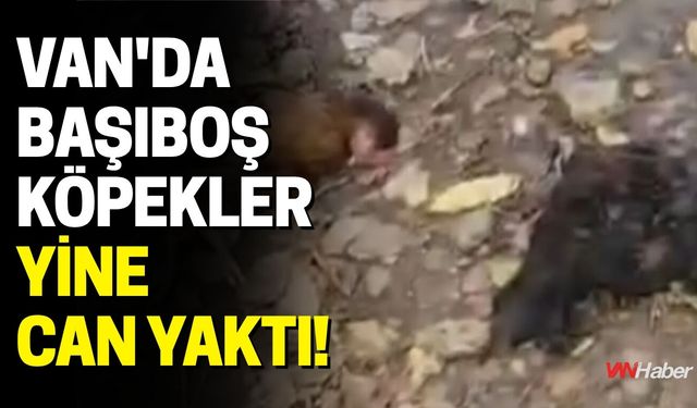 Van’da Başıboş Köpekler Kümese Girdi: 30 Tavuk Telef Oldu
