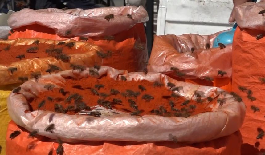 Van'da Arılar, Çiçek Bulamayınca Baharatçıya Yöneldi