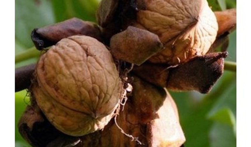 Van’da Ceviz Altınla Yarışıyor: Kilosu Ne Kadar Oldu?