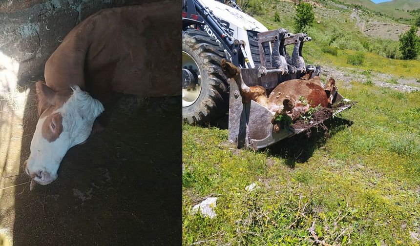 Van'dan aldığı İnek Hakkari'de telef oldu