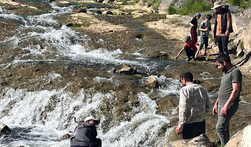 Van’da Nadir Doğa Olayı: İnci Kefallerinin Göçü Turistleri Çekiyor