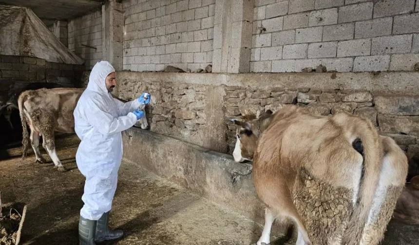 Şap Alarmı: Meralara Hayvan Çıkarmak Yasaklandı!