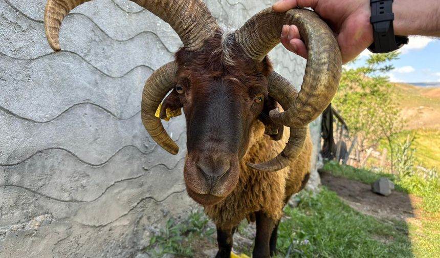 Gören Fotoğrafını Çekti: Pazarda Sıra Dışı Kurbanlık