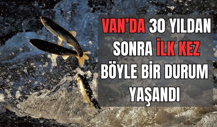 Van Gölü'nde inci kefali tehlikede! 30 yıldan sonra ilk kez rastlandı!