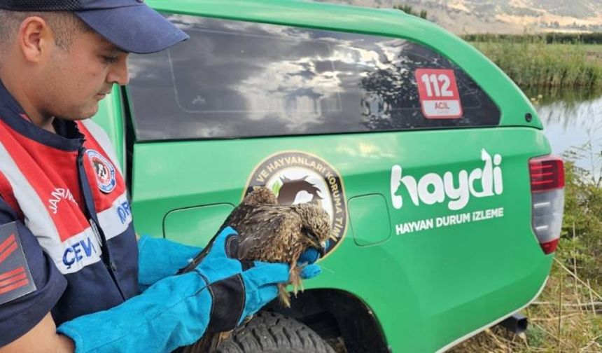 Yaralı Kartal Koruma Altına Alındı