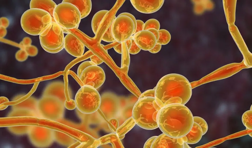 Candida Auris Araştırmasına Van Yüzüncü Yıl Üniversitesi de Katkı Sağladı