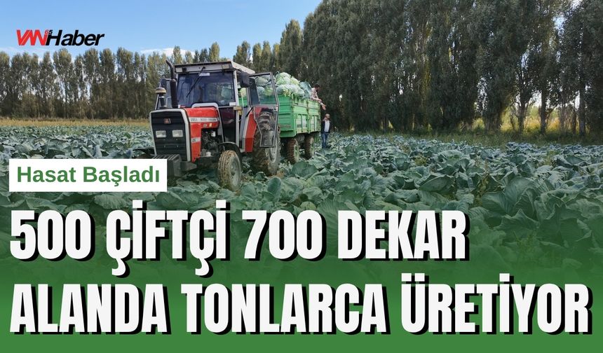 Van Erciş'te Coğrafi İşaretli Lahana Hasadı Başladı
