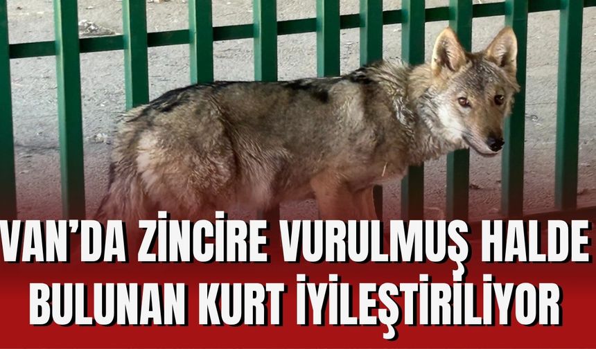 Van’da Zincire Vurulmuş Halde Bulunan Kurt İyileştiriliyor