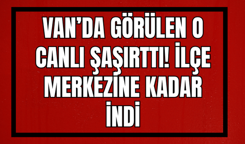 Van’da Görülen O Canlı Şaşırttı! İlçe Merkezine Kadar İndi!