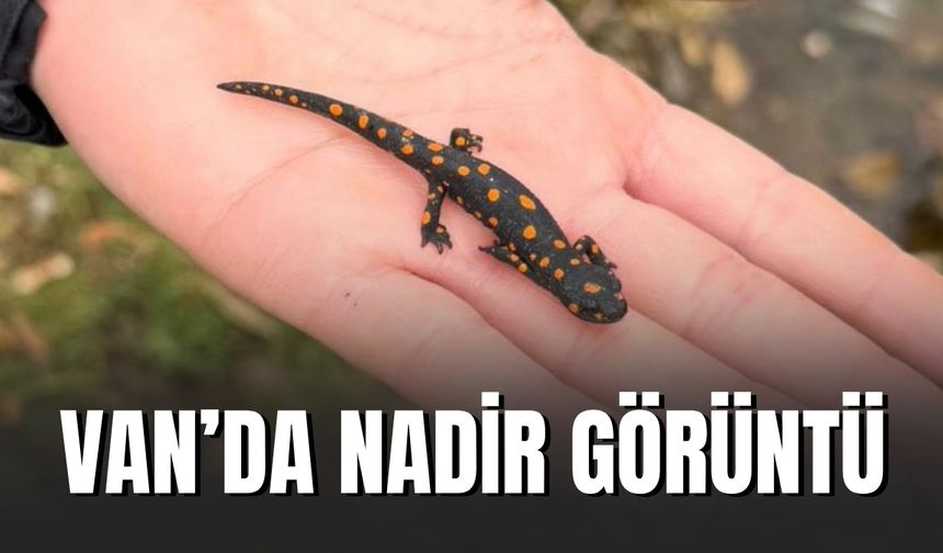 Van’da Ender Misafir: Benekli Semender Görüntülendi