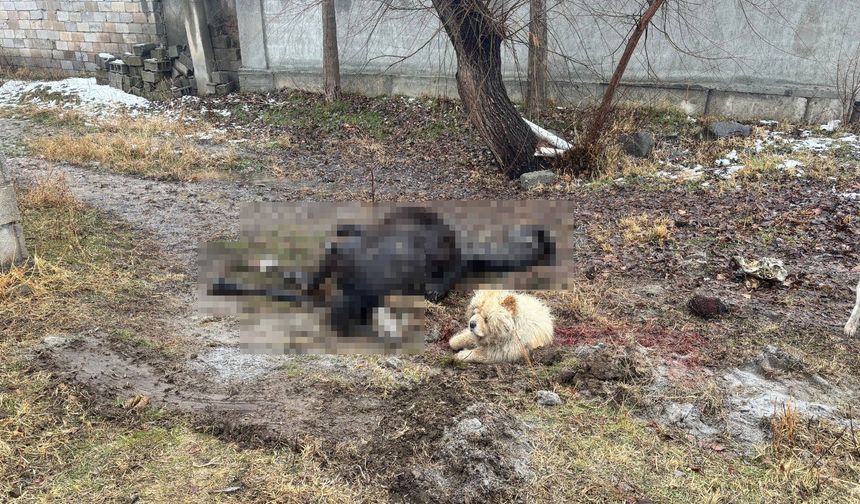 Erzincan’da At Ve Eşek Katledildi!