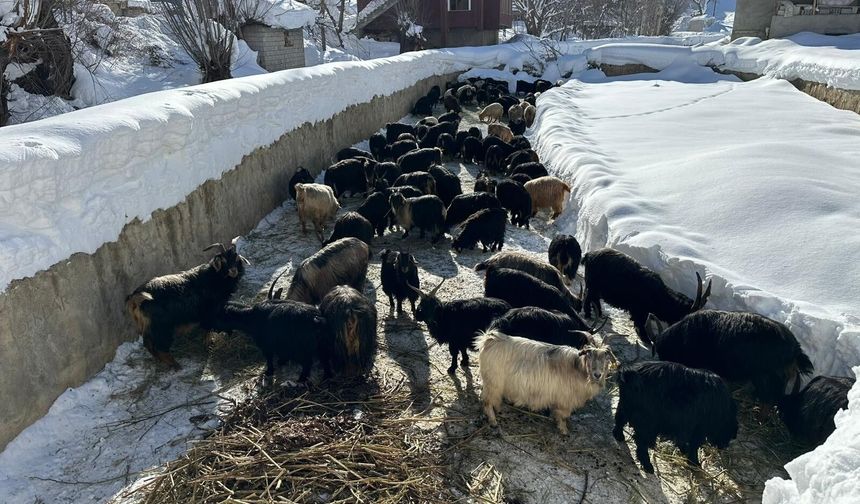 Çatak’ta Yaşam Kardan Tünellerle Sürüyor!