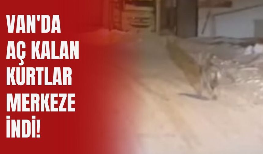 Van'da Aç Kalan Kurtlar Merkeze İndi!