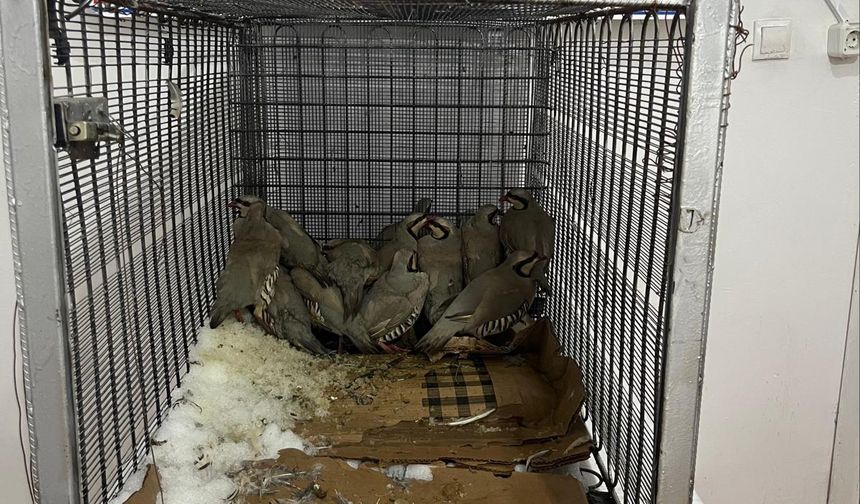 Van Muradiye’de Kaçak Keklik Avına 75 Bin TL Ceza