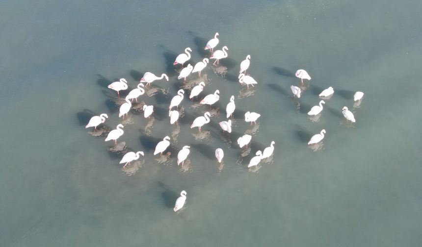 Flamingolar Bu Yıl Da Van’dan Göç Etmedi!