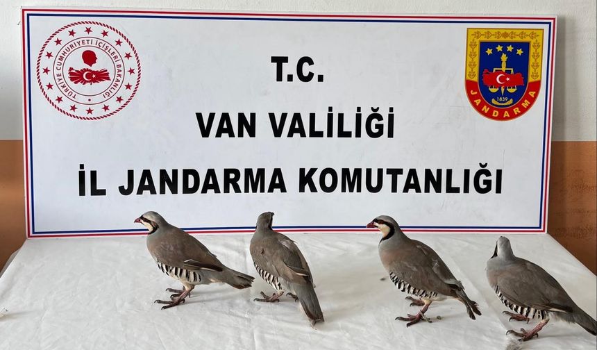 Van’da 4 Keklik Kurtarıldı!