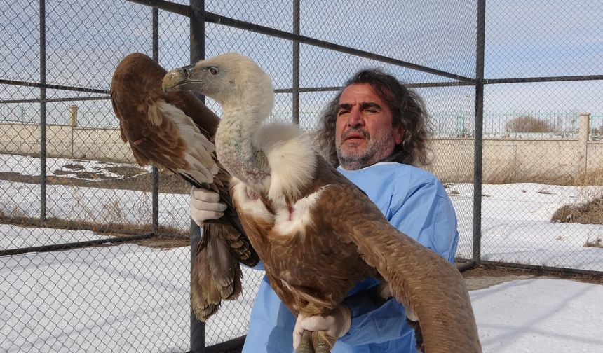Van YYÜ’de Yırtıcı Kuşlar Yeniden Kanat Çırpıyor