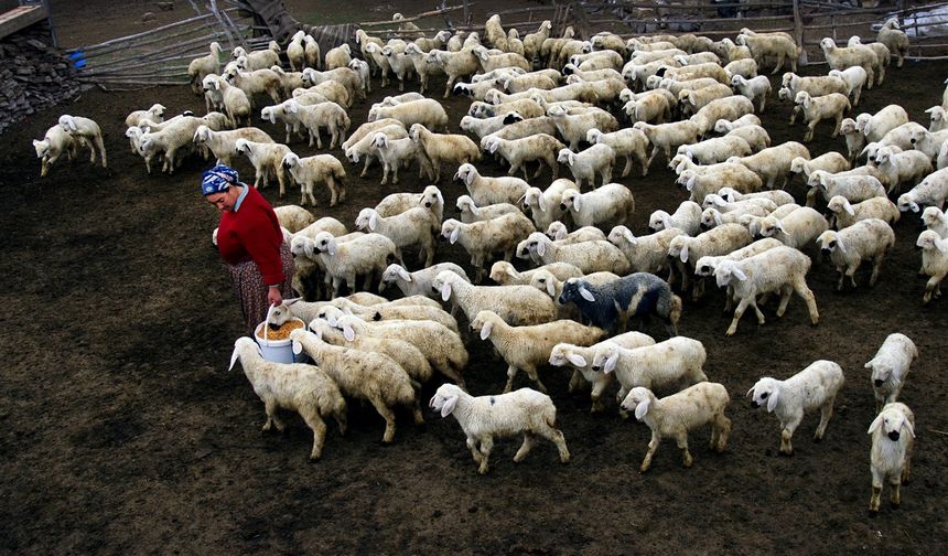 Hayvancılık Yapmak İsteyenlere Büyük Fırsat: Başvurular Nisan’da