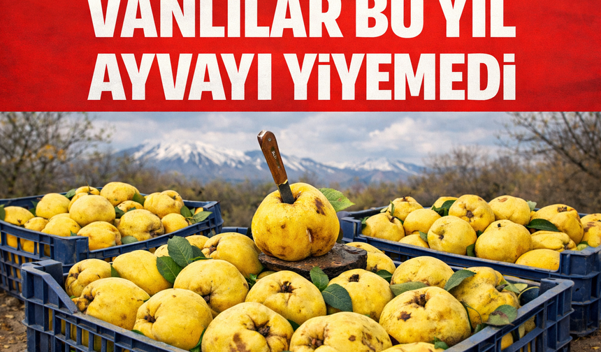Vanlılar Bu sene Ayvayı Yiyemedi