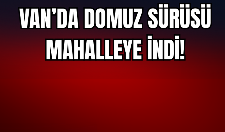 Van’da Domuz Sürüsü Mahalleye İndi!