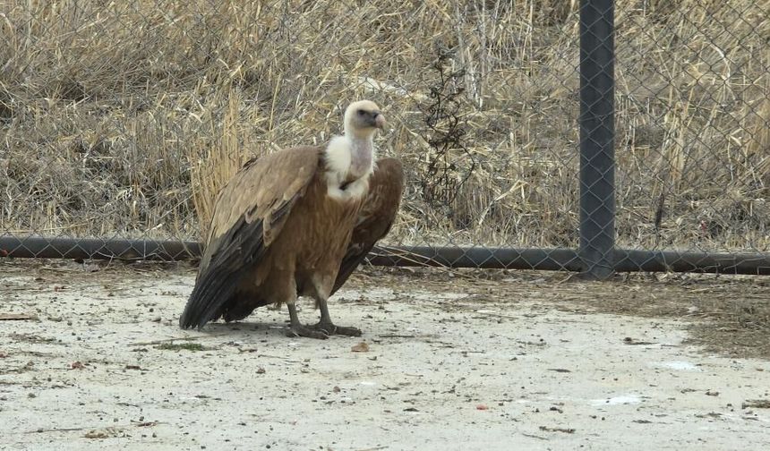 Van’da Yaralı Yaban Kuşları Doğaya Dönüyor