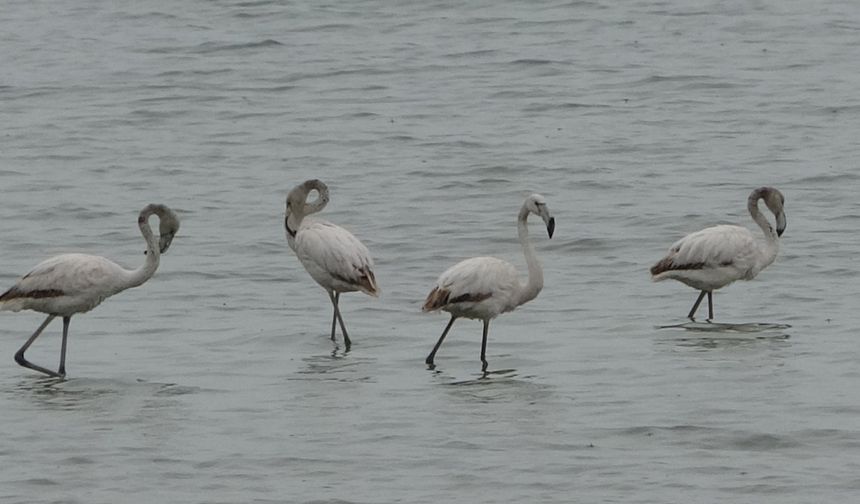 Flamingolar Van Gölü Havzasına Erken Geldi