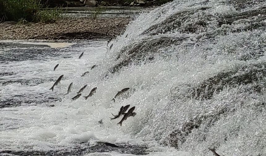 Van’ın balıkları bu yıl da jandarmaya emanet!