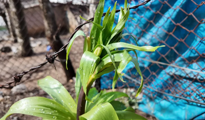Van’da “Ağlayan Gelin” Ters Laleleri Çiçek Açtı: Koparmanın Cezası 700 Bin Lira!