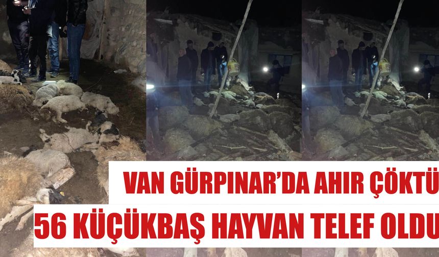 Van Gürpınar’da Ahır Çöktü: 56 Küçükbaş Hayvan Telef Oldu!
