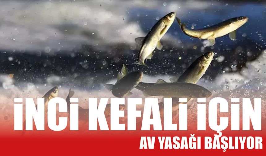 İnci Kefali İçin  Av Yasağı Başlıyor!