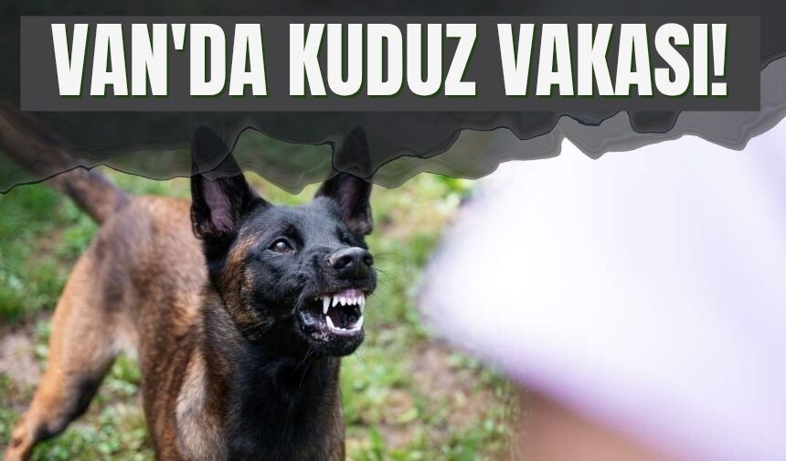 Van'da Kuduz Vakası!