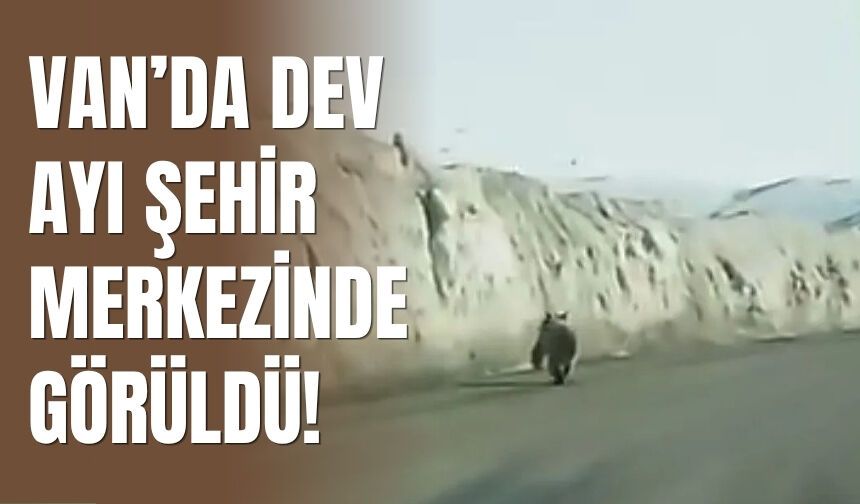 Van’da Dev Ayı Şehir Merkezinde Görüldü!