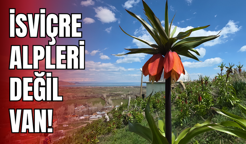 İsviçre Alpleri Değil, Van’ın Gevaş İlçesi Yamaçları!