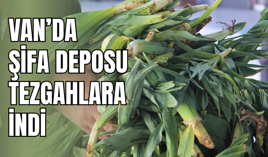 Van’da doğal antibiyotik çiriş otu seyyar tezgahlarda yerini aldı