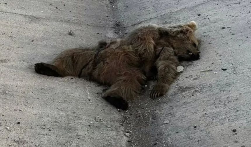 Van'da Kış Uykusundan Uyanan Ayıya Otomobil Çarptı