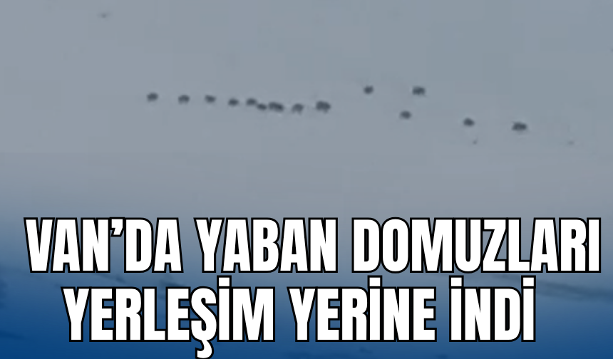 Başkale’de Yaban Domuzları Yerleşim Yerine Kadar Geldi
